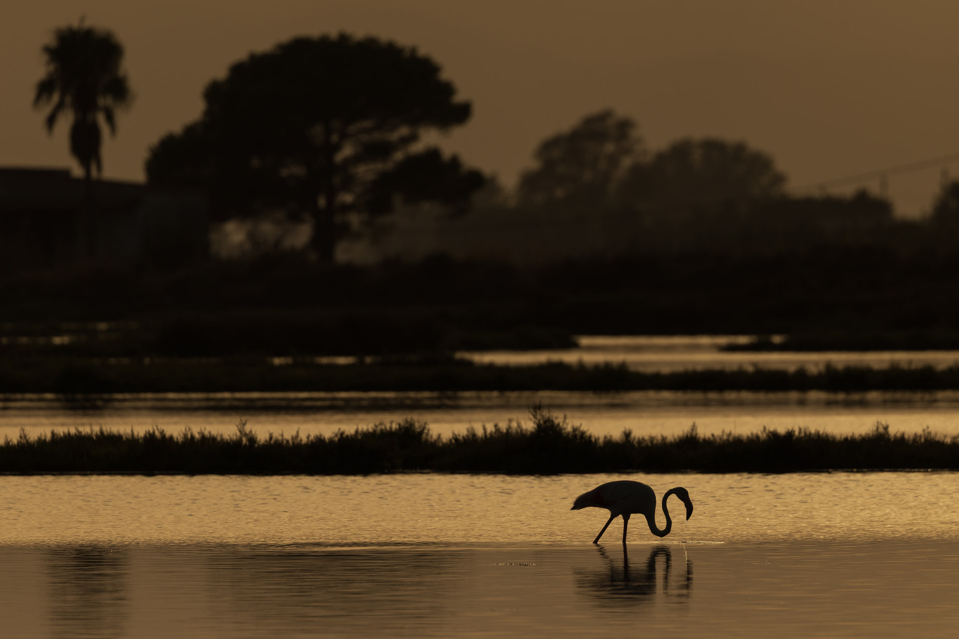 A single flamingo feeding in shallow water as the light fades over the Ebro Delta