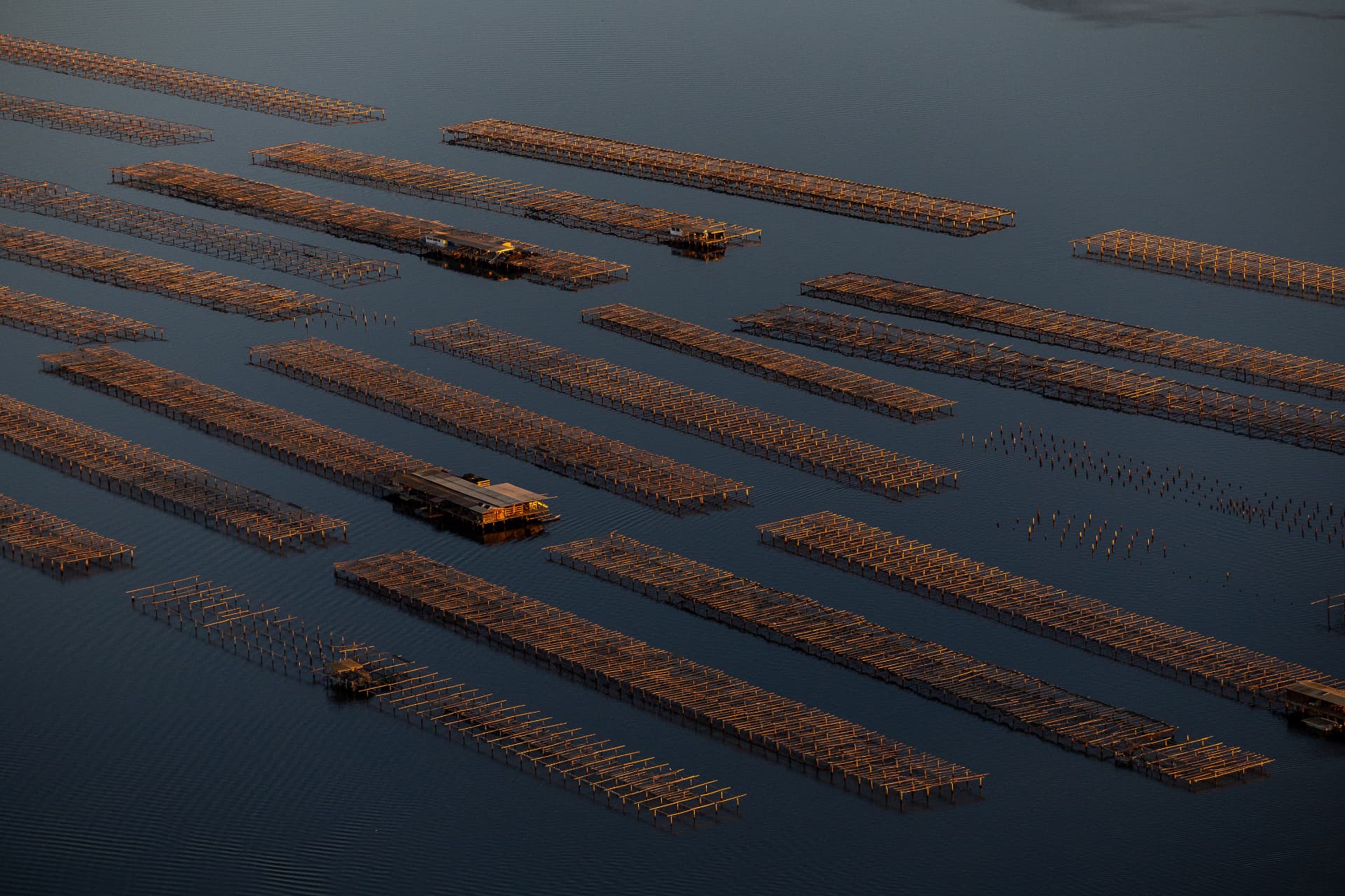 Rows of wooden mussel farms resting in the calm waters of Fangar Bay in the Ebro Delta